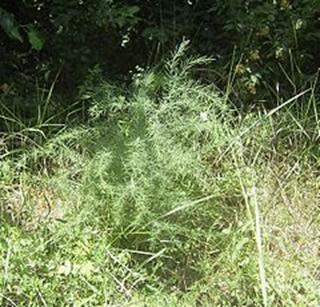 Asparagus-racemosa