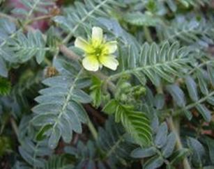 Damiana