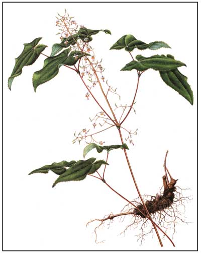 Epimedium-Sagittatum