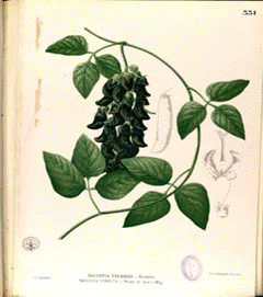 Mucuna-Pruriens
