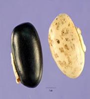 Mucuna-Pruriens2