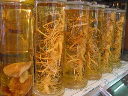 Panax-Ginseng